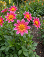 Dahlia 'Bright Eyes' – dahlia tubers, product photo 4 (Harding & Bloom)