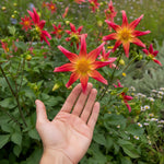 Dahlia 'Bright Eyes' – dahlia tubers, product photo 5 (Harding & Bloom)