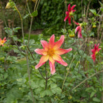 Dahlia 'Bright Eyes' – dahlia tubers, product photo 3 (Harding & Bloom)