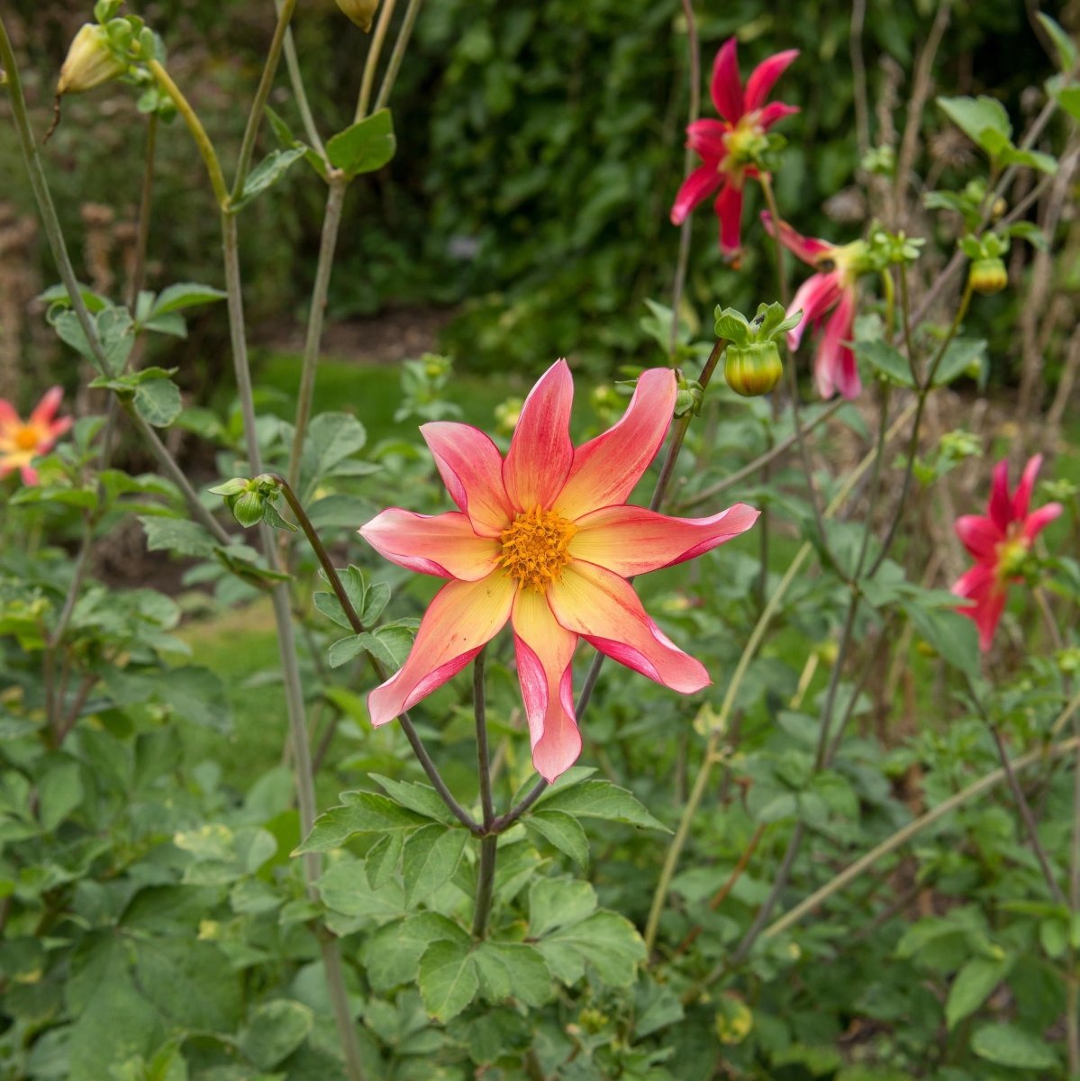 Dahlia 'Bright Eyes' – dahlia tubers, product photo 3 (Harding & Bloom)