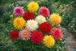 Dahlia 'Cactus Mixed' – dahlia tubers, product photo 4 (Harding & Bloom)
