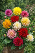 Dahlia 'Cactus Mixed' – dahlia tubers, main product photo (Harding & Bloom)