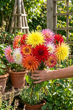 Dahlia 'Cactus Mixed' – dahlia tubers, product photo 5 (Harding & Bloom)