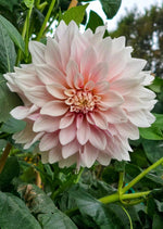 Dahlia 'Café au Lait' – dahlia tubers, product photo 3 (Harding & Bloom)