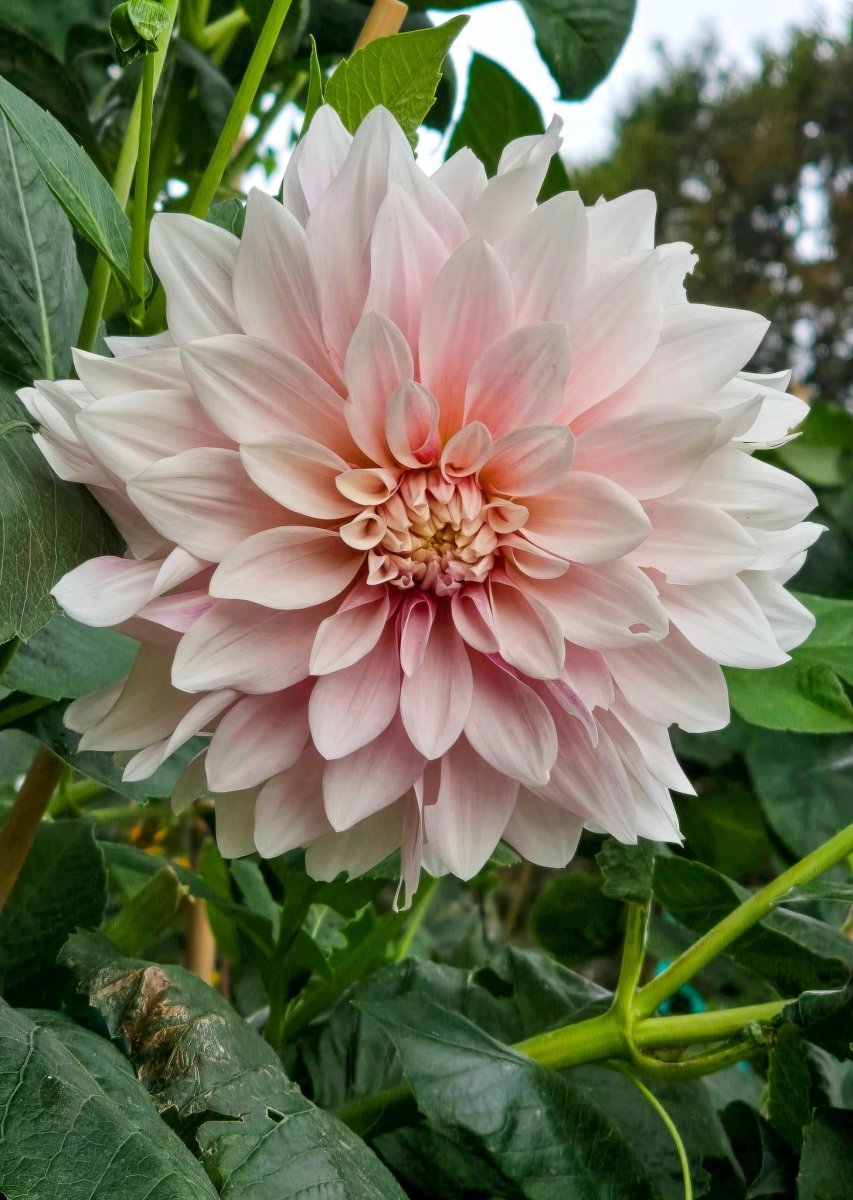 Dahlia 'Café au Lait' – dahlia tubers, product photo 3 (Harding & Bloom)