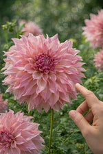 Dahlia 'Café au Lait Royal' – dahlia tubers, product photo 5 (Harding & Bloom)