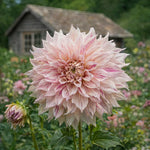 Dahlia 'Café au Lait Twist' – dahlia tubers, product photo 3 (Harding & Bloom)