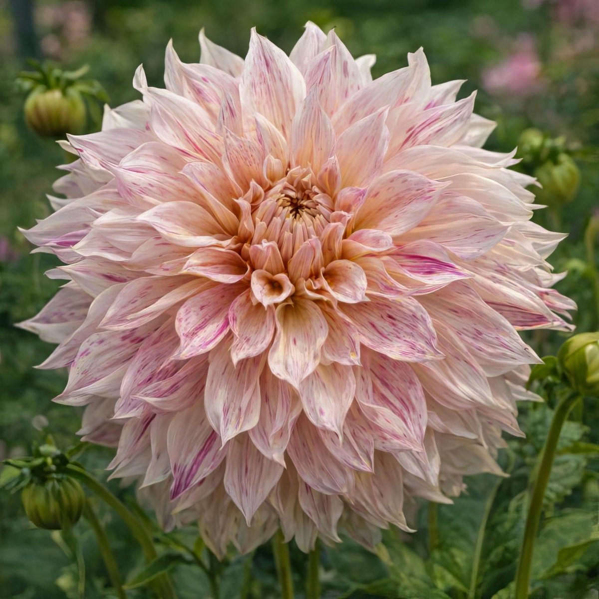 Dahlia 'Café au Lait Twist' – dahlia tubers, main product photo (Harding & Bloom)
