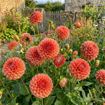 Dahlia 'Cornel Brons' – dahlia tubers, product photo 3 (Harding & Bloom)