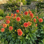 Dahlia 'Cornel Brons' – dahlia tubers, product photo 5 (Harding & Bloom)