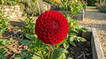 Dahlia 'Cornel' – dahlia tubers, product photo 5 (Harding & Bloom)