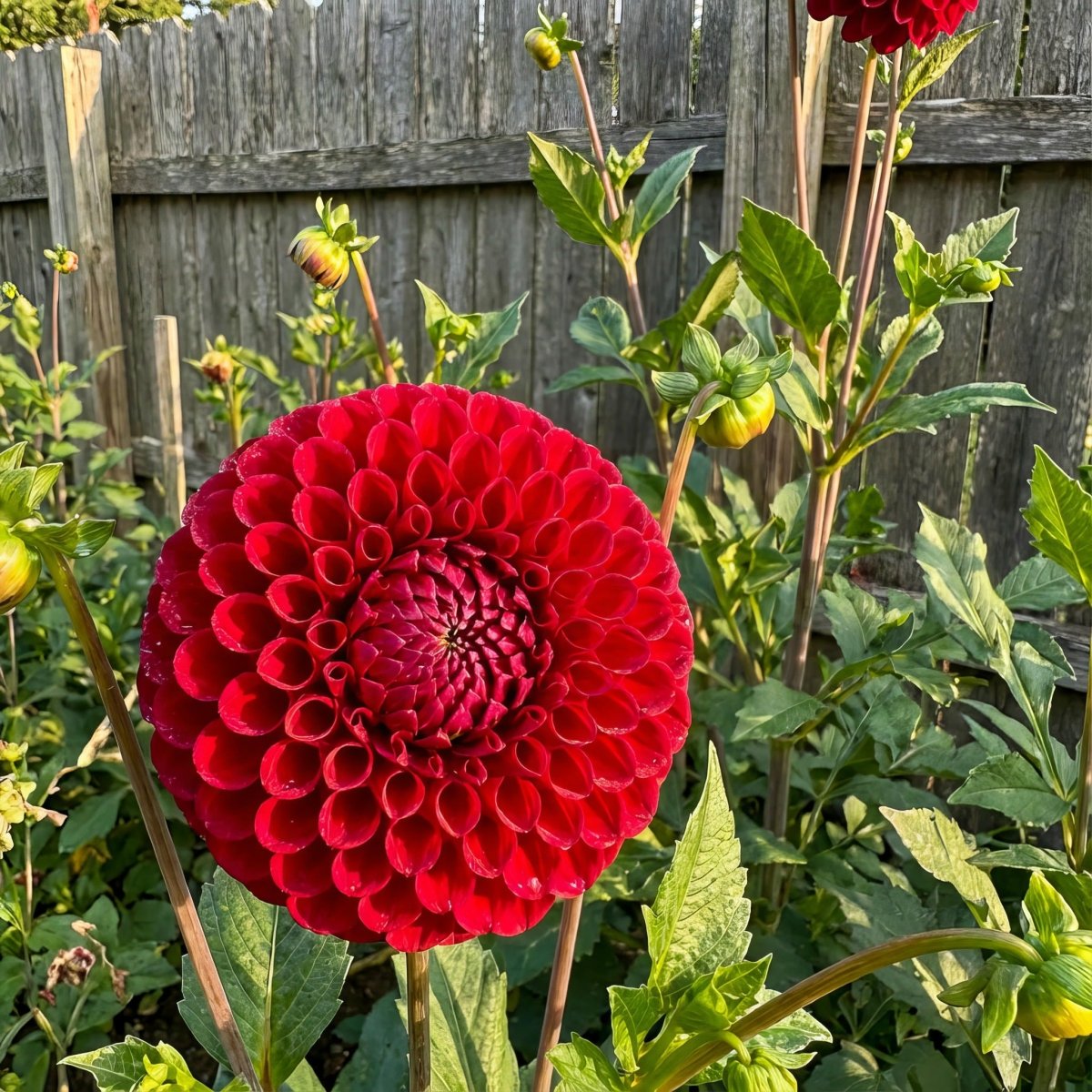 Dahlia 'Cornel' – dahlia tubers, product photo 4 (Harding & Bloom)