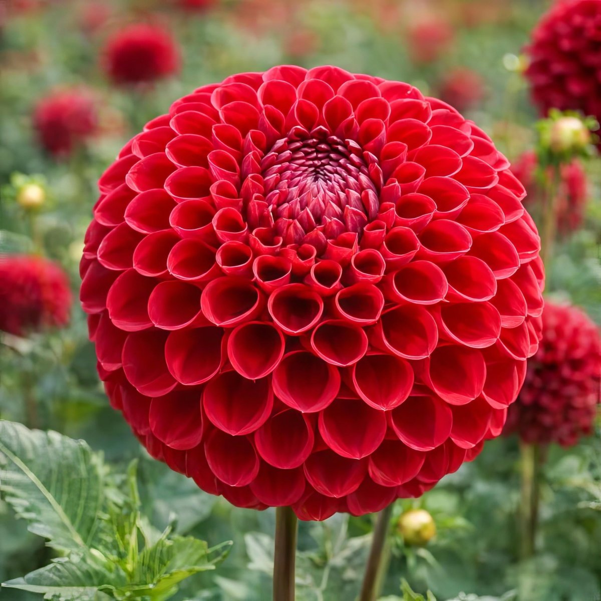Dahlia 'Cornel' – dahlia tubers, product photo 2 (Harding & Bloom)
