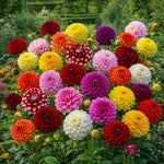 Dahlia 'Decorative Mixed' – dahlia tubers, main product photo (Harding & Bloom)