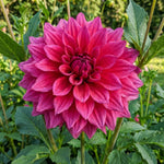Dahlia 'Emory Paul' – dahlia tubers, product photo 4 (Harding & Bloom)