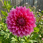 Dahlia 'Emory Paul' – dahlia tubers, product photo 3 (Harding & Bloom)