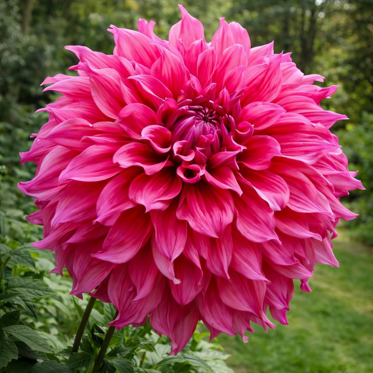 Dahlia 'Emory Paul' – dahlia tubers, product photo 6 (Harding & Bloom)