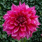 Dahlia 'Emory Paul' – dahlia tubers, product photo 5 (Harding & Bloom)