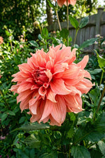 Dahlia 'Fairway Spur' – dahlia tubers, product photo 3 (Harding & Bloom)