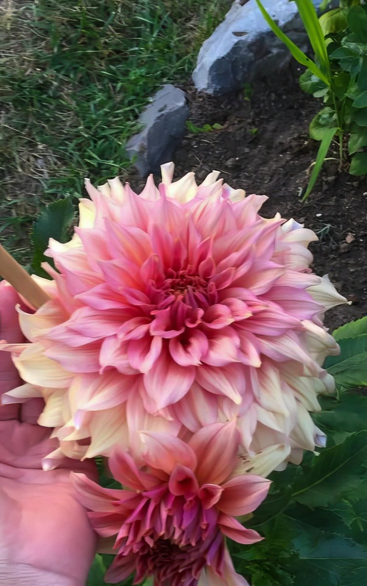 Dahlia 'Fairway Spur' – dahlia tubers, main product photo (Harding & Bloom)