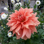 Dahlia 'Fairway Spur' – dahlia tubers, product photo 2 (Harding & Bloom)