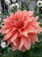 Dahlia 'Fairway Spur' - Harding & Bloom