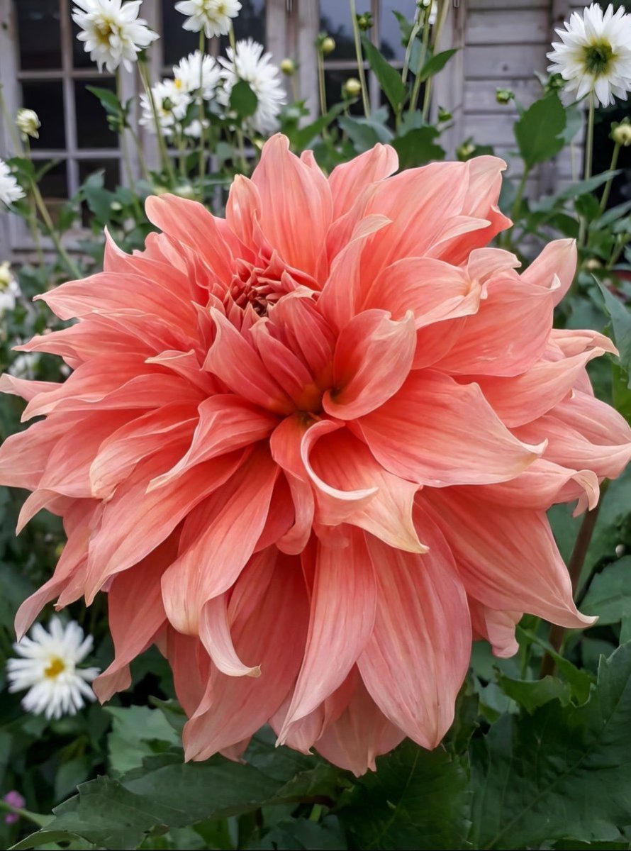 Dahlia 'Fairway Spur' - Harding & Bloom