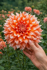 Dahlia 'Holland Festival' – dahlia tubers, product photo 2 (Harding & Bloom)
