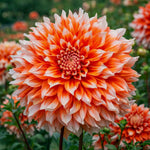 Dahlia 'Holland Festival' – dahlia tubers, product photo 5 (Harding & Bloom)