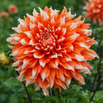 Dahlia 'Holland Festival' – dahlia tubers, main product photo (Harding & Bloom)