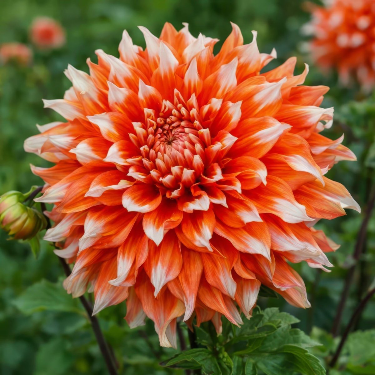 Dahlia 'Holland Festival' – dahlia tubers, main product photo (Harding & Bloom)