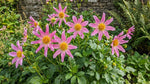 Dahlia 'Honka Pink' – dahlia tubers, product photo 6 (Harding & Bloom)