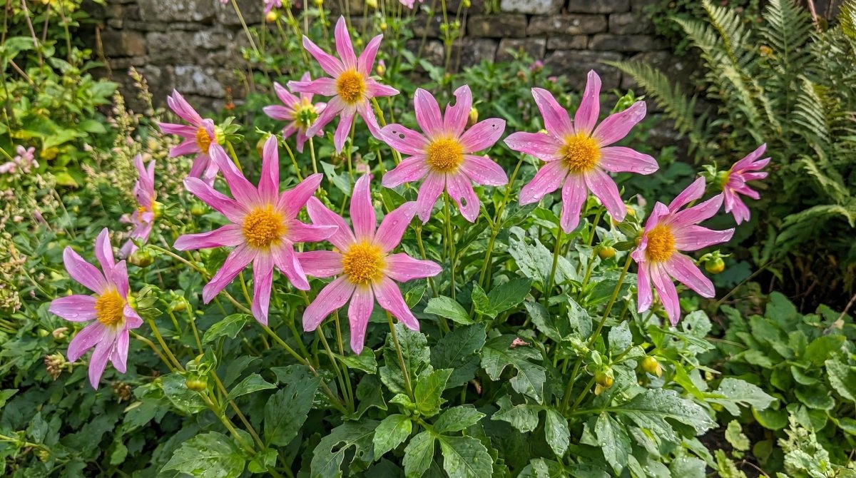 Dahlia 'Honka Pink' – dahlia tubers, product photo 6 (Harding & Bloom)