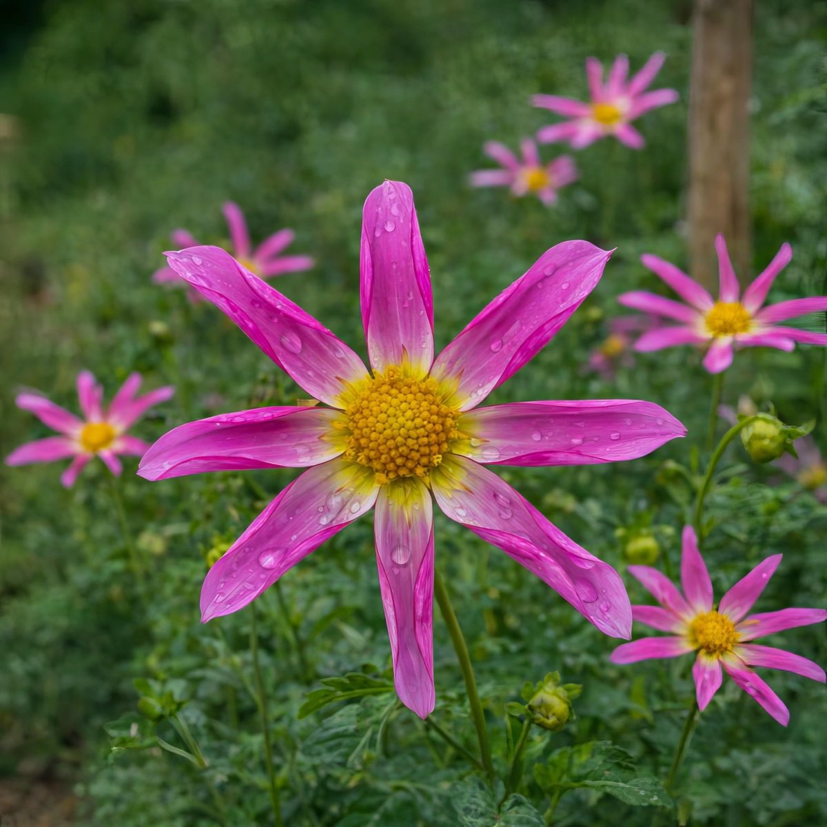 Dahlia 'Honka Pink' – dahlia tubers, product photo 2 (Harding & Bloom)