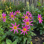 Dahlia 'Honka Pink' – dahlia tubers, product photo 4 (Harding & Bloom)