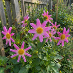 Dahlia 'Honka Pink' – dahlia tubers, product photo 3 (Harding & Bloom)