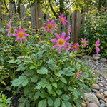 Dahlia 'Honka Pink' – dahlia tubers, product photo 5 (Harding & Bloom)