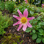 Dahlia 'Honka Pink' – dahlia tubers, main product photo (Harding & Bloom)