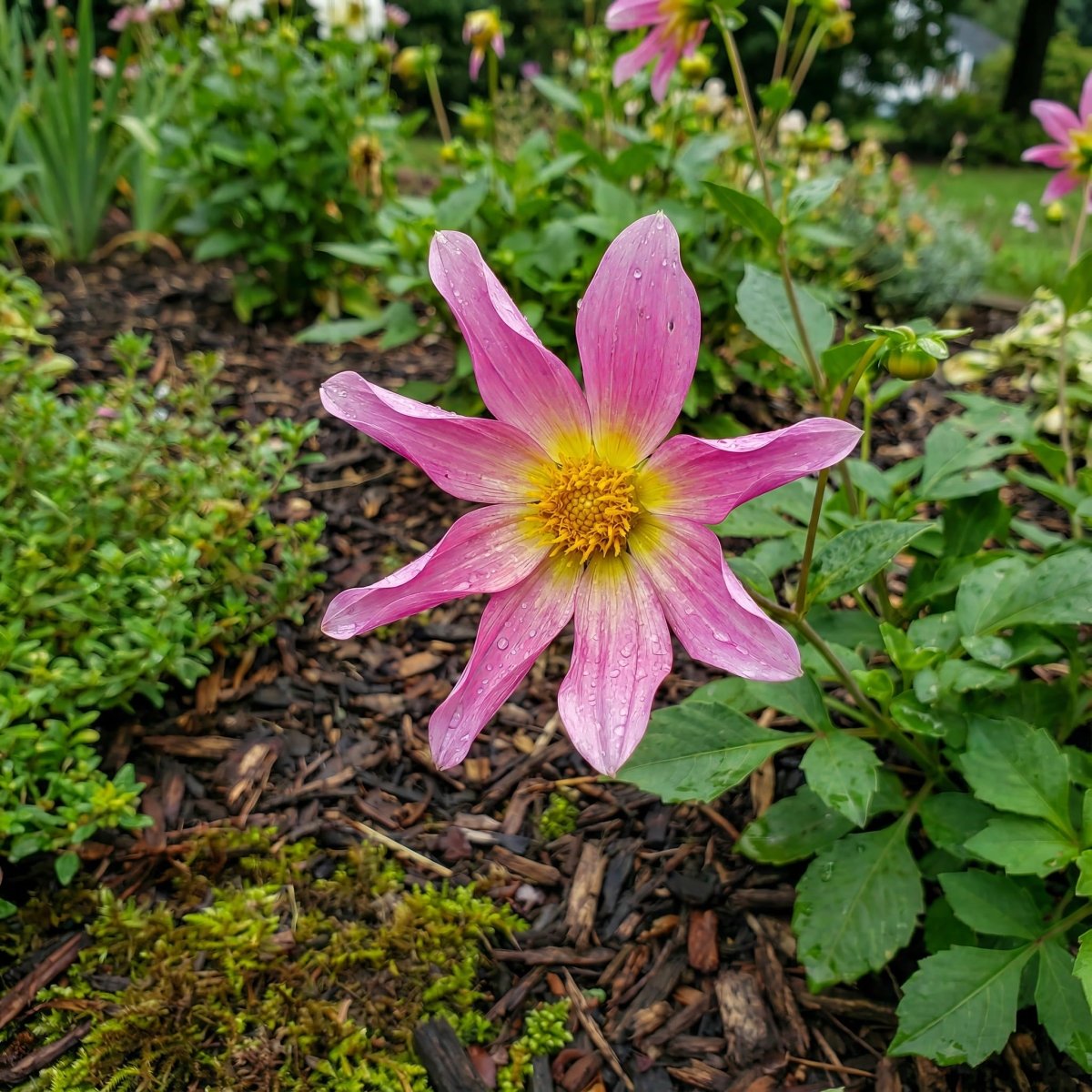 Dahlia 'Honka Pink' – dahlia tubers, main product photo (Harding & Bloom)