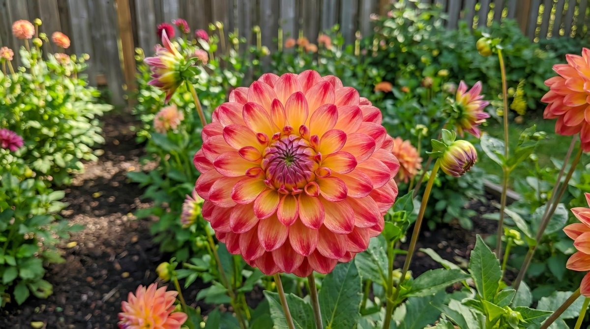 Dahlia 'Jowey Arenda' – dahlia tubers, product photo 4 (Harding & Bloom)