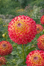 Dahlia 'Jowey Arenda' – dahlia tubers, product photo 2 (Harding & Bloom)