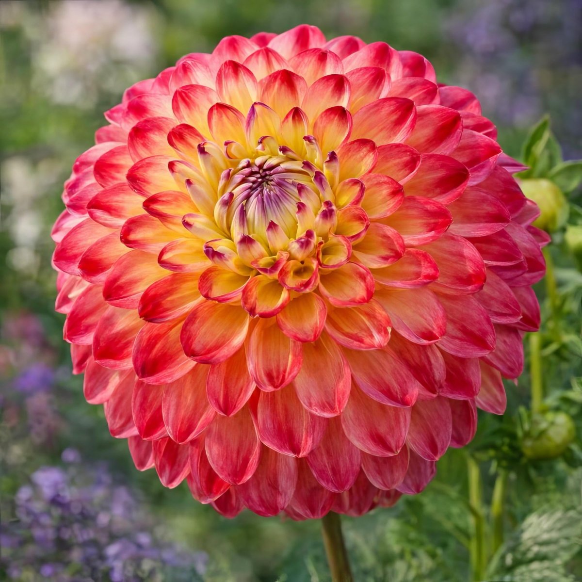 Dahlia 'Jowey Arenda' – dahlia tubers, main product photo (Harding & Bloom)