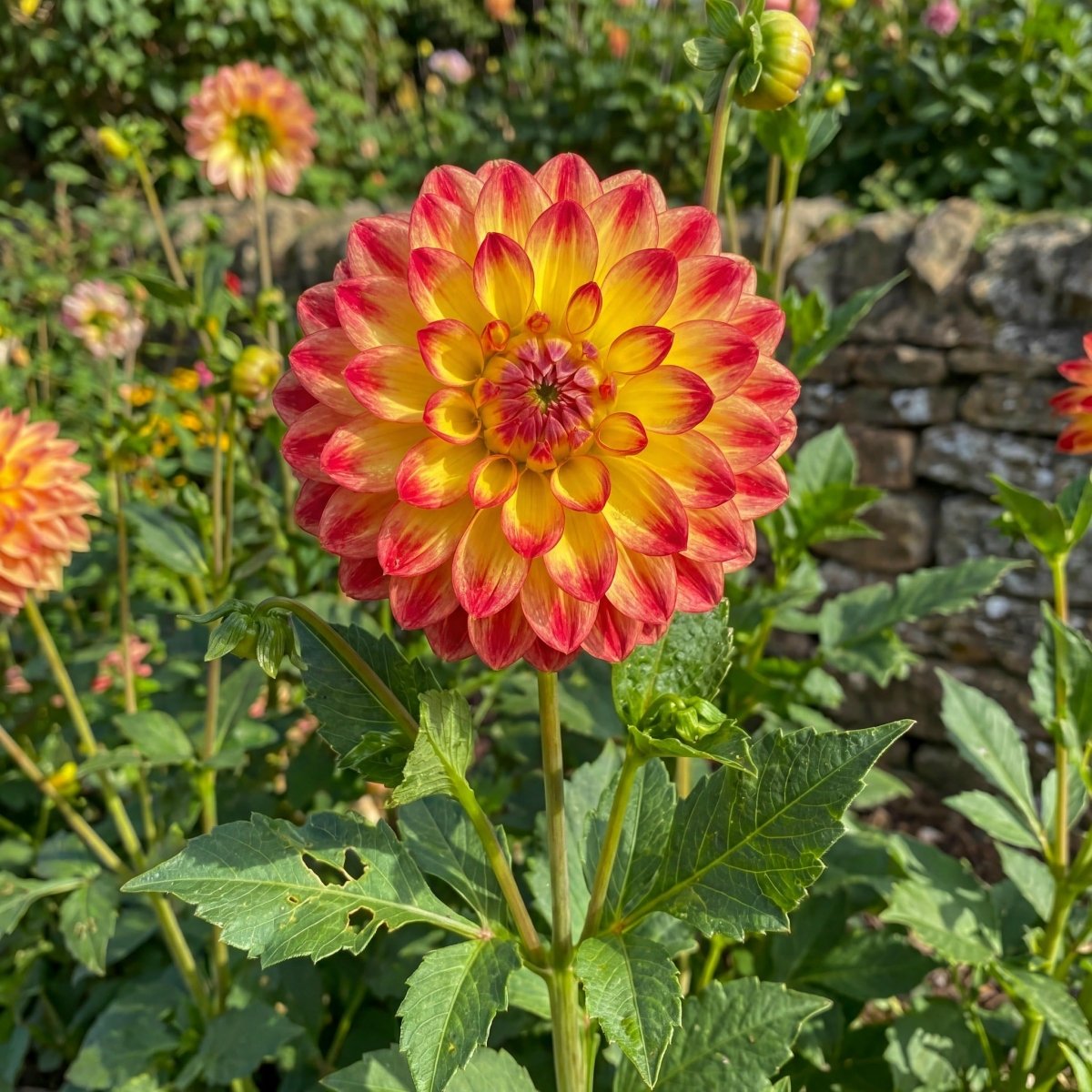 Dahlia 'Jowey Arenda' – dahlia tubers, product photo 3 (Harding & Bloom)