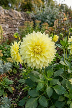 Dahlia 'Kelvin Floodlight' – dahlia tubers, product photo 3 (Harding & Bloom)