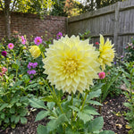 Dahlia 'Kelvin Floodlight' – dahlia tubers, product photo 4 (Harding & Bloom)