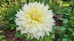 Dahlia 'La Luna' – dahlia tubers, product photo 2 (Harding & Bloom)