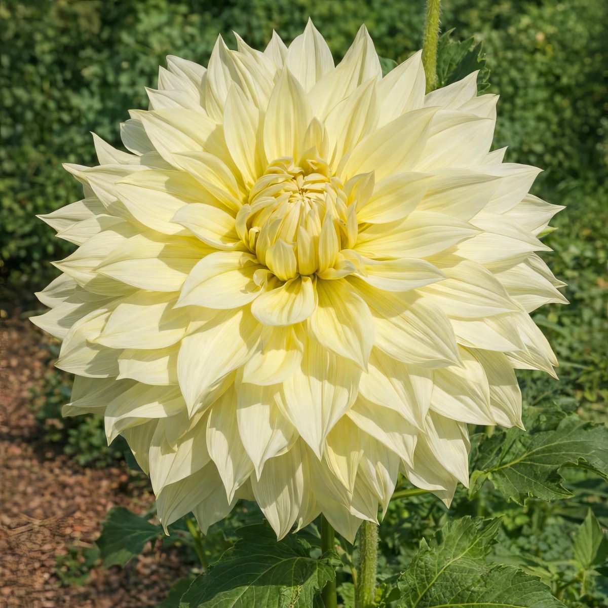 Dahlia 'La Luna' – dahlia tubers, main product photo (Harding & Bloom)