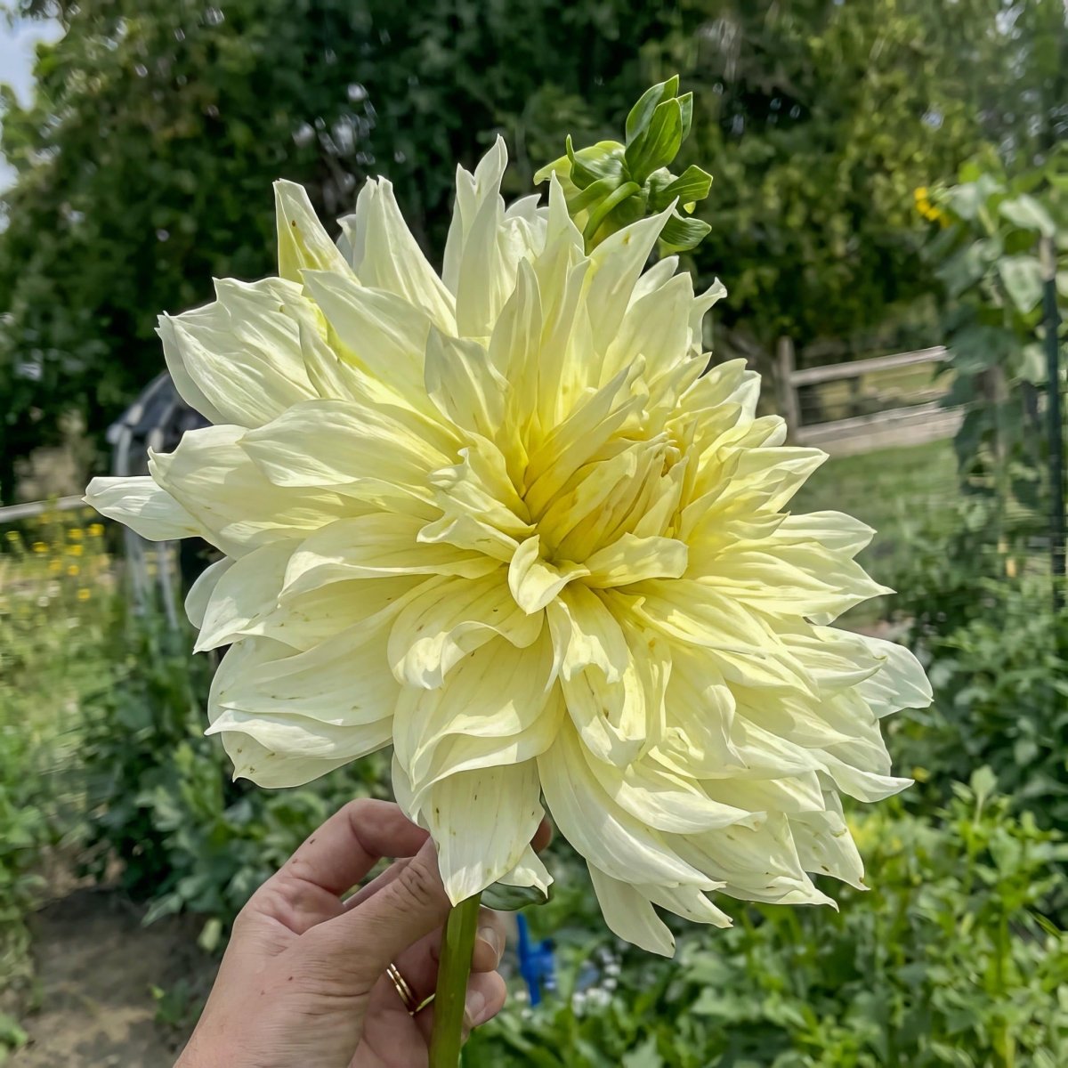 Dahlia 'La Luna' – dahlia tubers, product photo 3 (Harding & Bloom)
