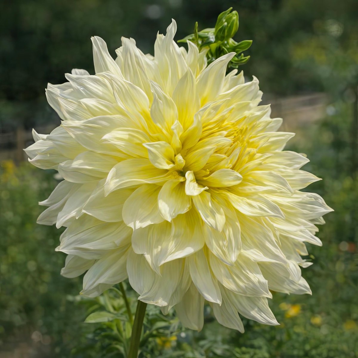 Dahlia 'La Luna' – dahlia tubers, product photo 4 (Harding & Bloom)
