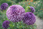 Dahlia 'Marble Ball' – dahlia tubers, product photo 2 (Harding & Bloom)